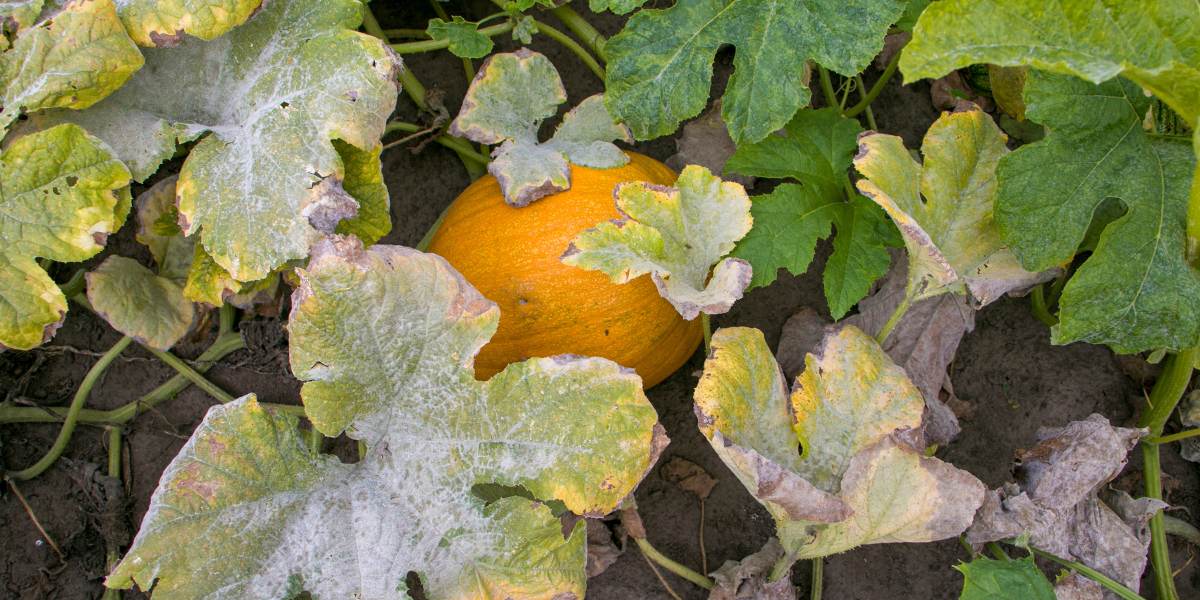 Mildew on pumpkin